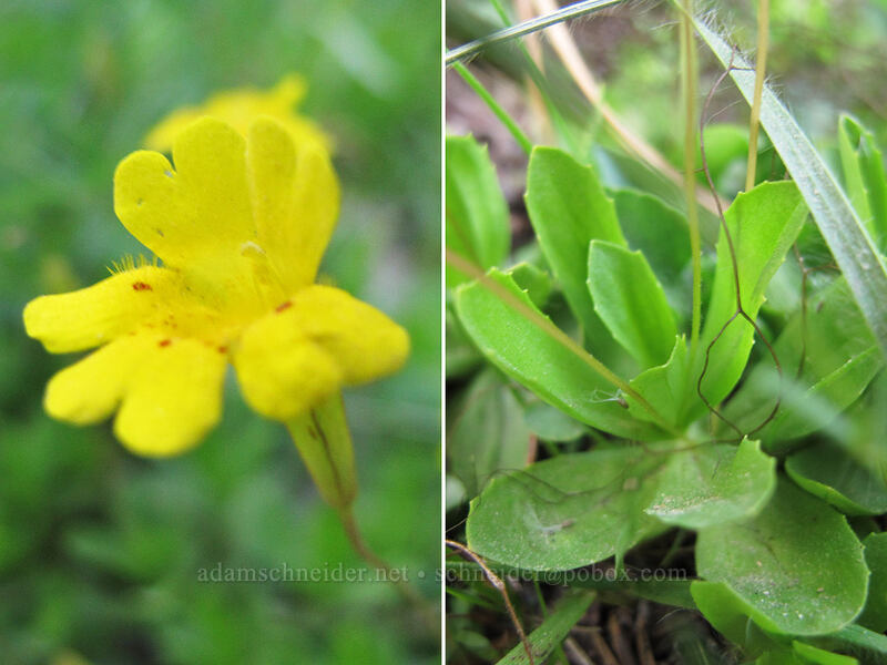 non-hairy primrose monkeyflower (Erythranthe primuloides (Mimulus primuloides)) [Howlock Mountain Trail, Umpqua National Forest, Douglas County, Oregon]