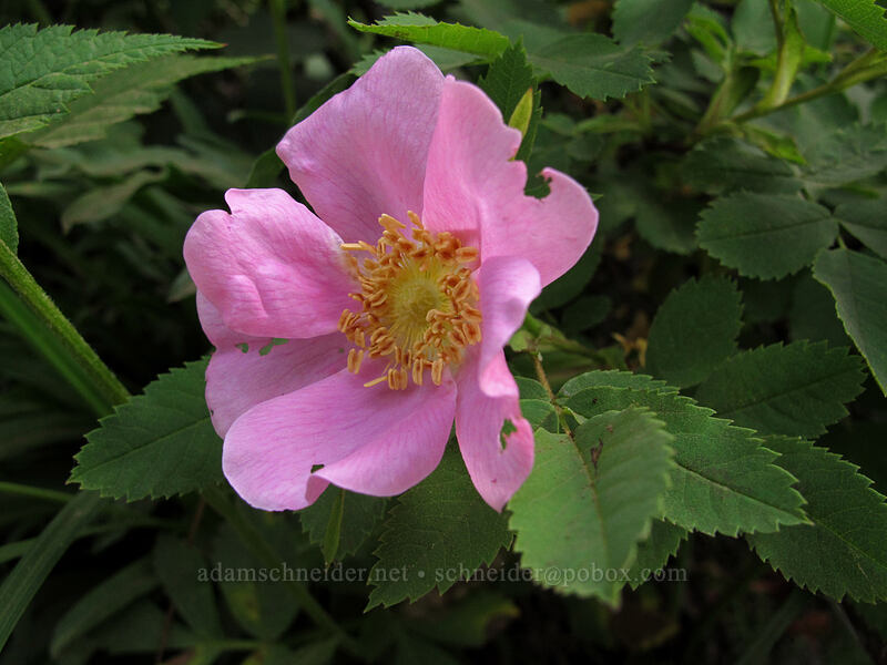 wild rose (Rosa sp.) [Snow Lake Trail, Snoqualmie National Forest, King County, Washington]