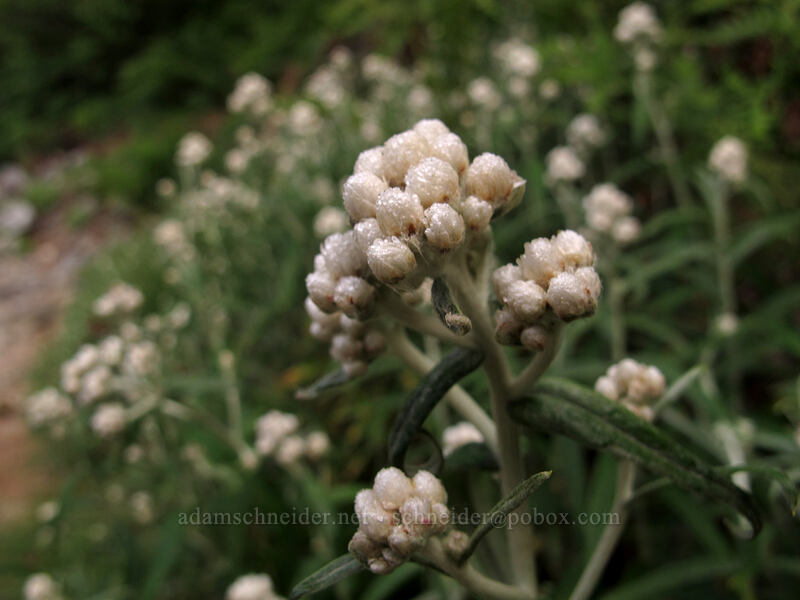 pearly everlasting (Anaphalis margaritacea) [Snow Lake Trail, Snoqualmie National Forest, King County, Washington]