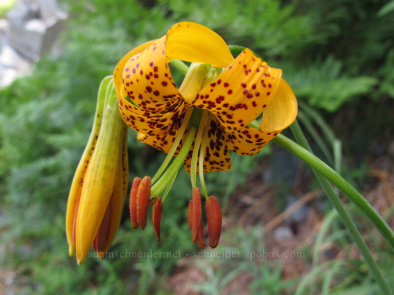 Columbia tiger lily (Lilium columbianum) [Snow Lake Trail, Snoqualmie National Forest, King County, Washington]