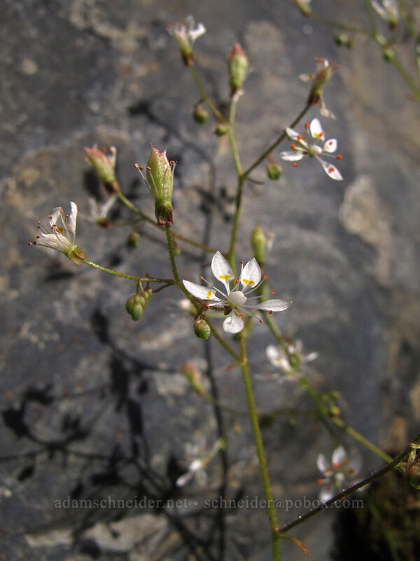 rusty saxifrage (Saxifraga ferruginea) [Snow Lake Trail, Snoqualmie National Forest, King County, Washington]