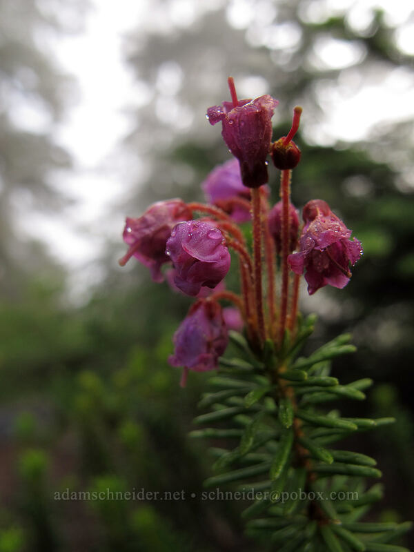 pink mountain heather (Phyllodoce empetriformis) [Snow Lake Trail, Alpine Lakes Wilderness, King County, Washington]