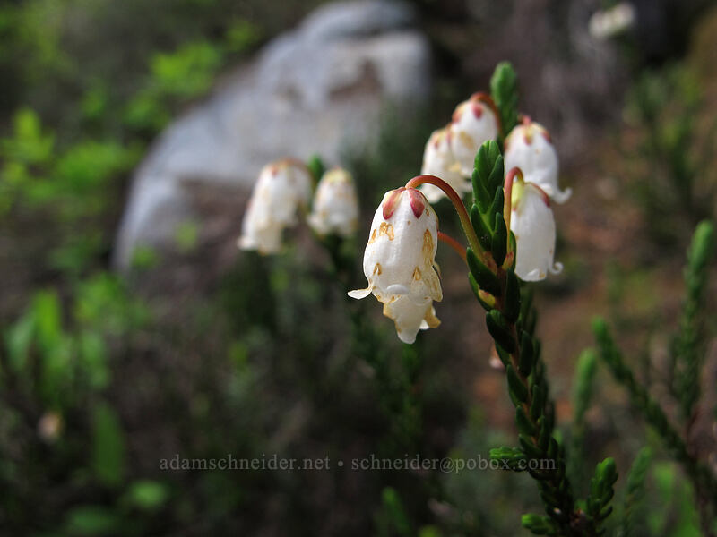white mountain heather (Cassiope mertensiana) [Snow Lake Trail, Alpine Lakes Wilderness, King County, Washington]
