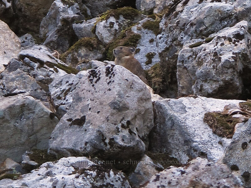 pika (Ochotona princeps) [Snow Lake Trail, Alpine Lakes Wilderness, King County, Washington]