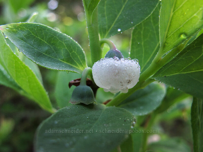 black huckleberry flower (Vaccinium membranaceum) [Snow Lake Trail, Alpine Lakes Wilderness, King County, Washington]