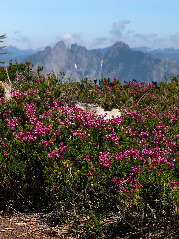 pink mountain heather & Garfield Mountain (Phyllodoce empetriformis) [Wright Mountain, Alpine Lakes Wilderness, King County, Washington]