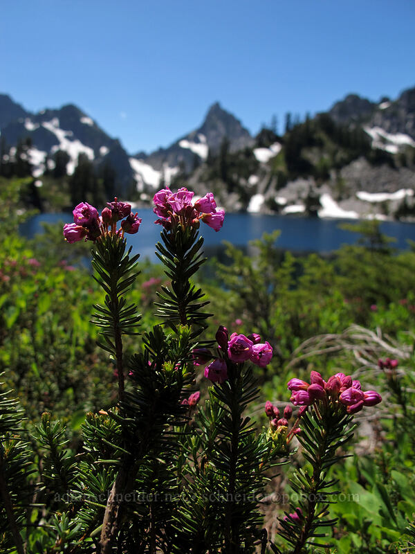 pink mountain heather (Phyllodoce empetriformis) [High Lakes Trail, Alpine Lakes Wilderness, King County, Washington]
