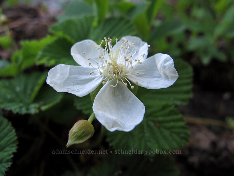 dwarf bramble (Rubus lasiococcus) [High Lakes Trail, Alpine Lakes Wilderness, King County, Washington]