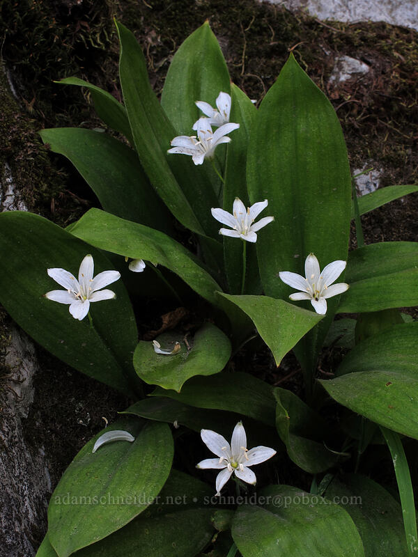 bead lilies (Clintonia uniflora) [Snow Lake Trail, Snoqualmie National Forest, King County, Washington]
