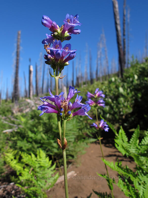 glaucous penstemon (Penstemon euglaucus) [Summit Lake Trail #2014, Deschutes National Forest, Jefferson County, Oregon]