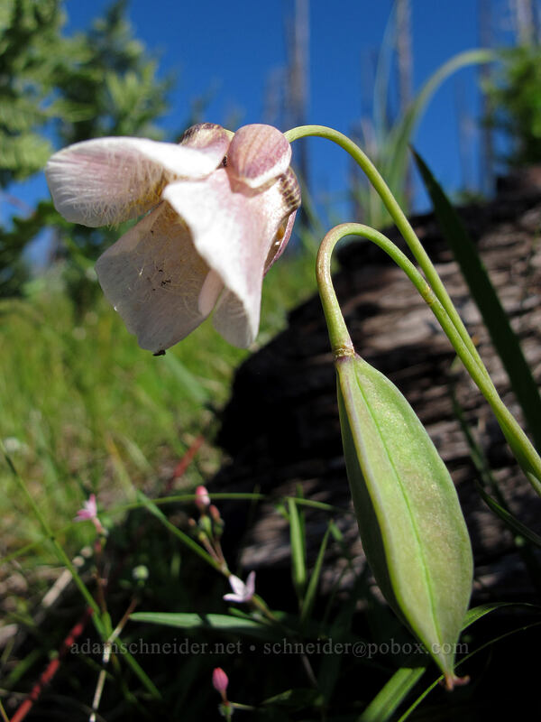 subalpine mariposa lily (Calochortus subalpinus) [Summit Lake Trail #2014, Deschutes National Forest, Jefferson County, Oregon]