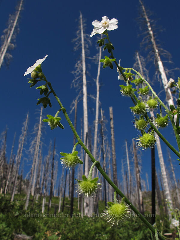 spreading stickseed (Hackelia diffusa) [Summit Lake Trail #2014, Mt. Jefferson Wilderness, Jefferson County, Oregon]