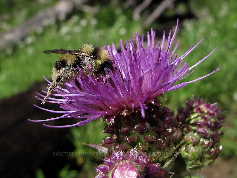 bumblebee on fringe-bract thistle (Bombus sp., Cirsium remotifolium var. odontolepis) [Summit Lake Trail #2014, Mt. Jefferson Wilderness, Jefferson County, Oregon]