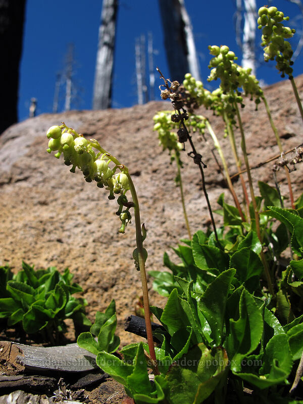 one-sided wintergreen (Orthilia secunda (Pyrola secunda)) [Summit Lake Trail #2014, Mt. Jefferson Wilderness, Jefferson County, Oregon]