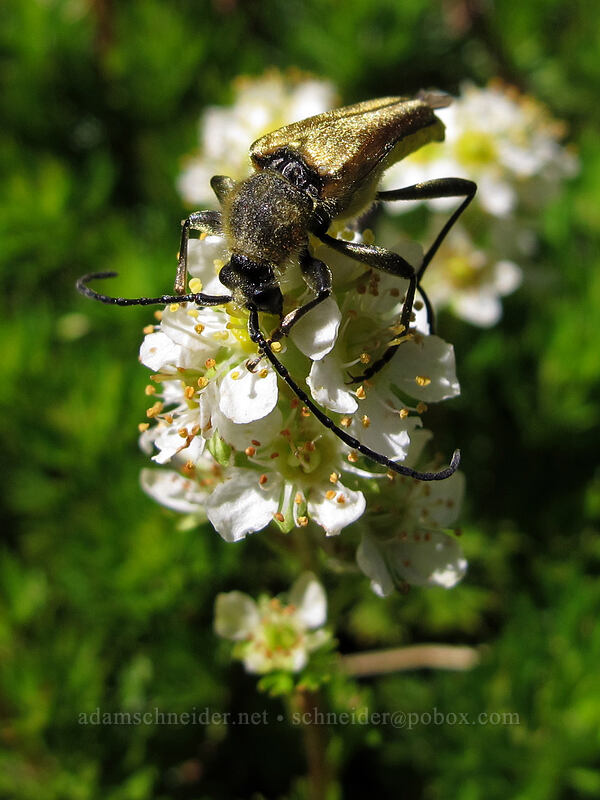 golden longhorn beetle on partridgefoot (Lepturobosca chrysocoma (Cosmosalia chrysocoma), Luetkea pectinata) [Martin Lake, Mt. Jefferson Wilderness, Jefferson County, Oregon]