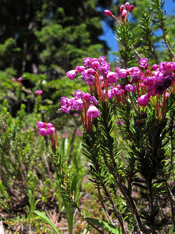 pink mountain heather (Phyllodoce empetriformis) [Pacific Crest Trail, Mt. Jefferson Wilderness, Jefferson County, Oregon]