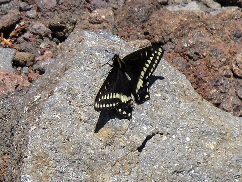 Indra swallowtail butterfly (Papilio indra) [south ridge of Three-Fingered Jack, Mt. Jefferson Wilderness, Jefferson County, Oregon]