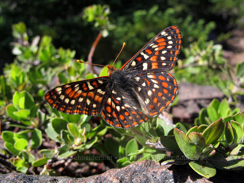 Edith's checkerspot butterfly (Euphydryas editha) [Pacific Crest Trail, Mt. Jefferson Wilderness, Linn County, Oregon]
