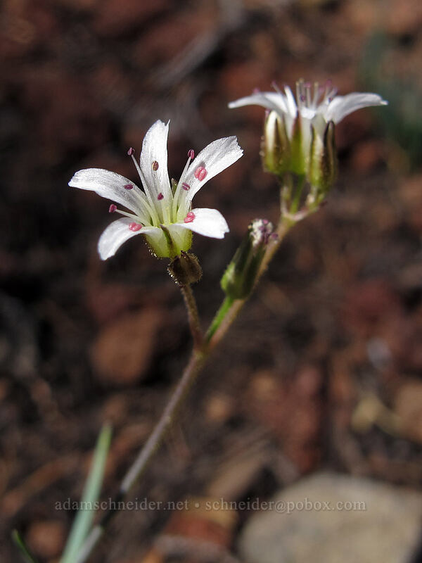 sandwort (Eremogone sp. (Arenaria sp.)) [Pacific Crest Trail, Mt. Jefferson Wilderness, Linn County, Oregon]