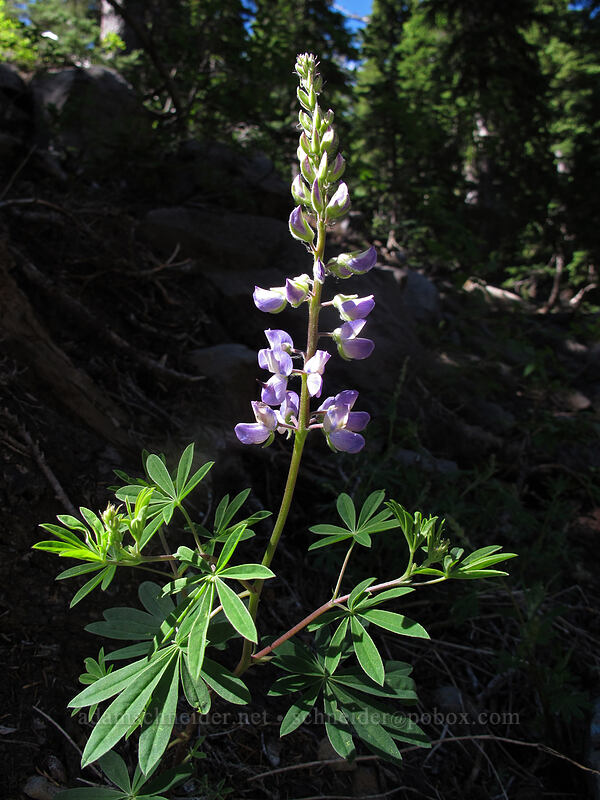 lupine (Lupinus latifolius) [Pacific Crest Trail, Mt. Jefferson Wilderness, Jefferson County, Oregon]