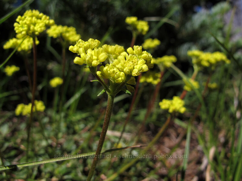 sulphur flower (Eriogonum umbellatum) [Pacific Crest Trail, Mt. Jefferson Wilderness, Linn County, Oregon]