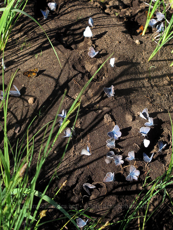 butterfly convention [Pacific Crest Trail, Mt. Jefferson Wilderness, Linn County, Oregon]
