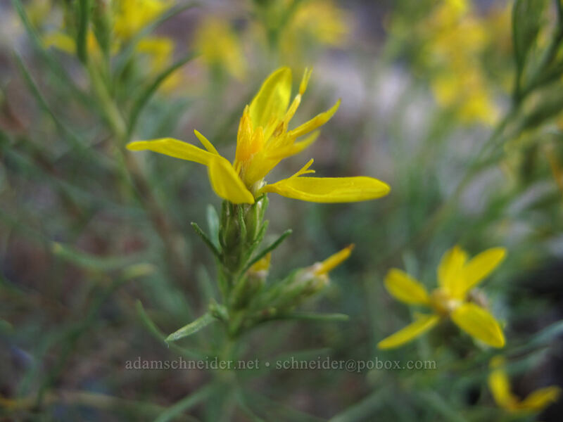 rabbit-brush goldenweed (Ericameria bloomeri (Haplopappus bloomeri)) [Tam McArthur Trail, Deschutes National Forest, Deschutes County, Oregon]