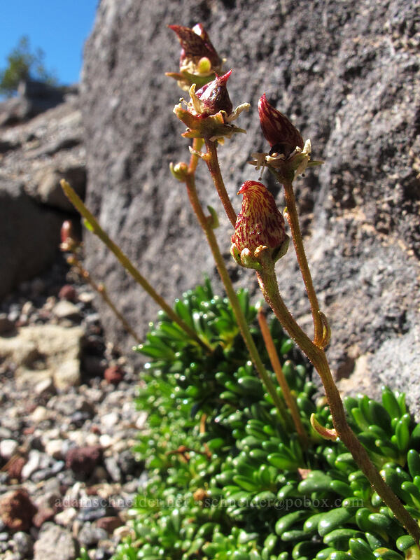 Tolmie's saxifrage (Micranthes tolmiei (Saxifraga tolmiei)) [Tam McArthur Rim, Three Sisters Wilderness, Deschutes County, Oregon]
