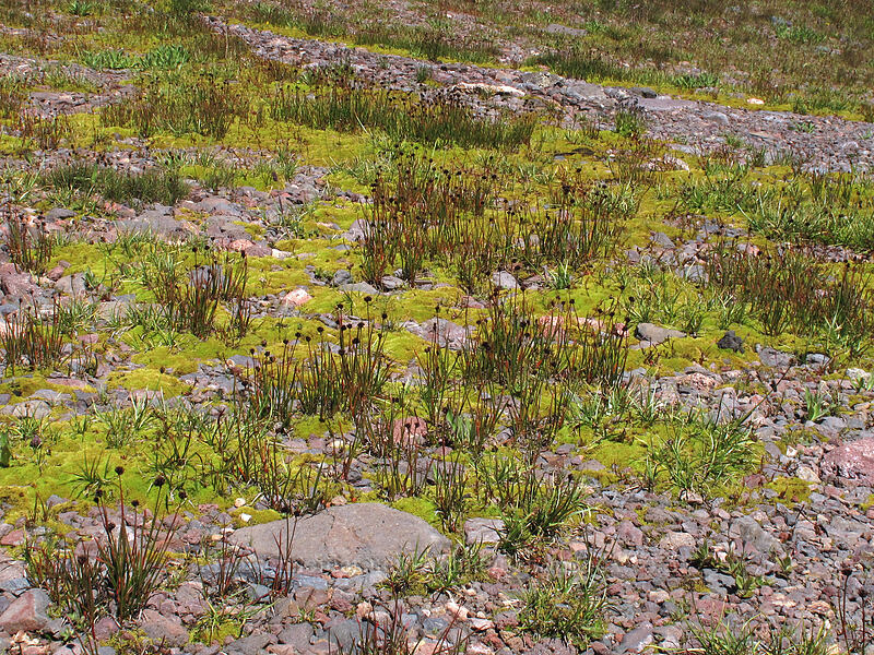 rushes & moss (Juncus sp.) [east side of Broken Top, Three Sisters Wilderness, Deschutes County, Oregon]