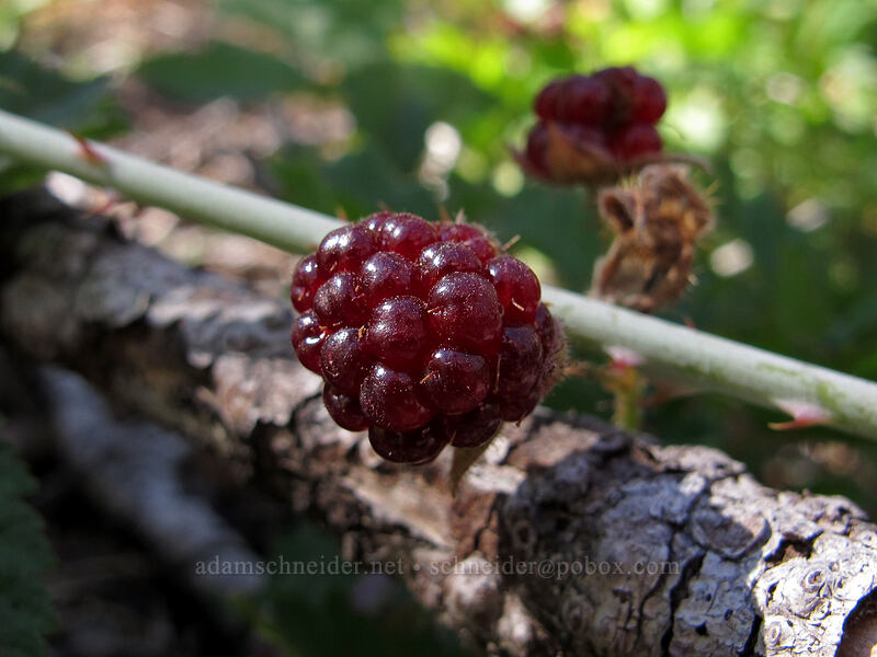 trailing blackberry (Rubus ursinus) [Elk Cove Trail, Mt. Hood National Forest, Hood River County, Oregon]