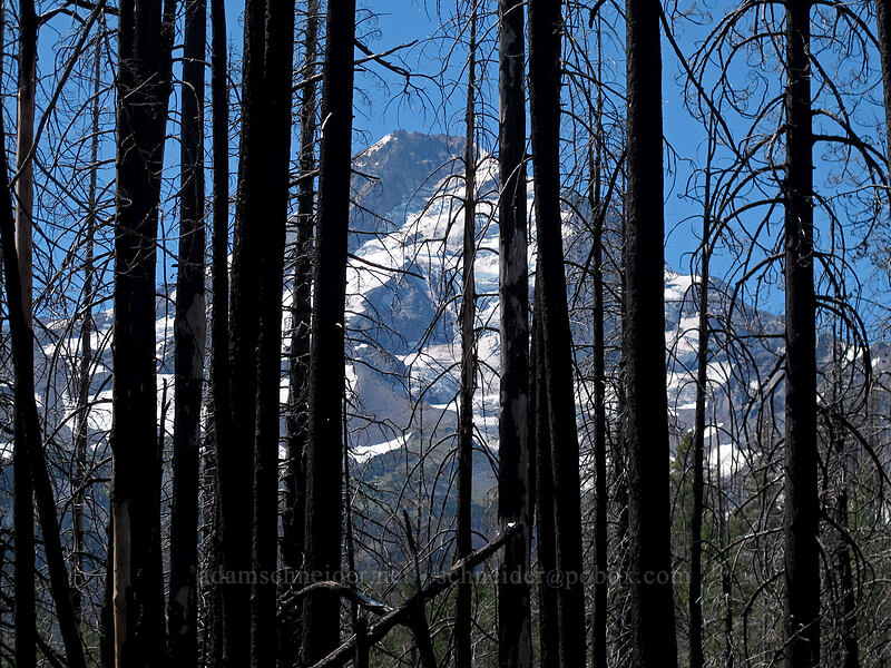 Mount Hood & burned trees [Elk Cove Trail, Mt. Hood National Forest, Hood River County, Oregon]