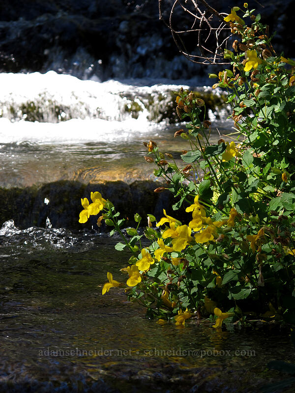 yellow monkeyflower in Elk Cove Creek (Erythranthe guttata (Mimulus guttatus)) [Elk Cove Trail, Mt. Hood Wilderness, Hood River County, Oregon]