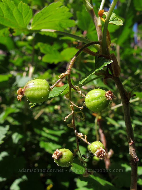 maple-leaf currant (Ribes acerifolium (Ribes howellii)) [Elk Cove Trail, Mt. Hood Wilderness, Hood River County, Oregon]