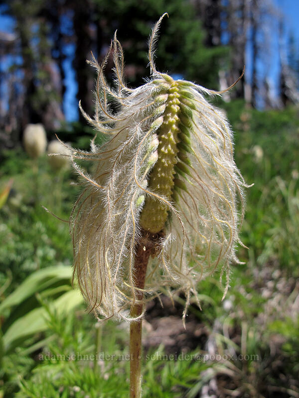 western pasqueflower seeds (Anemone occidentalis (Pulsatilla occidentalis)) [Timberline Trail, Mt. Hood Wilderness, Hood River County, Oregon]