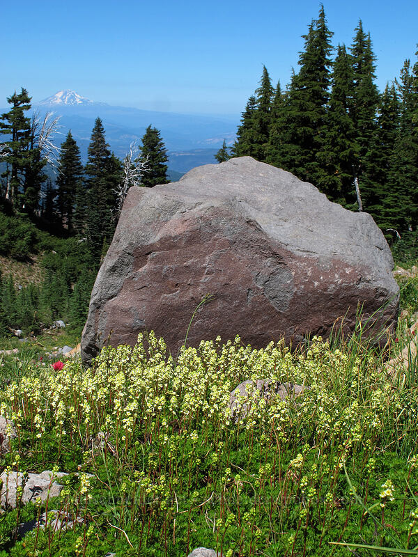 boulder & partridgefoot (Luetkea pectinata) [Elk Cove, Mt. Hood Wilderness, Hood River County, Oregon]