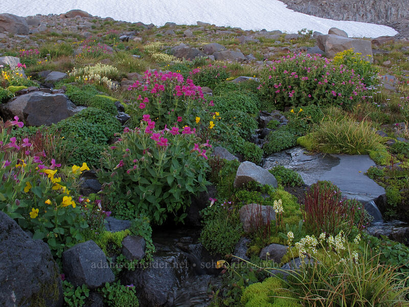 wildflowers (Erythranthe lewisii (Mimulus lewisii), Erythranthe tilingii (Mimulus tilingii), Luetkea pectinata) [Elk Cove, Mt. Hood Wilderness, Hood River County, Oregon]