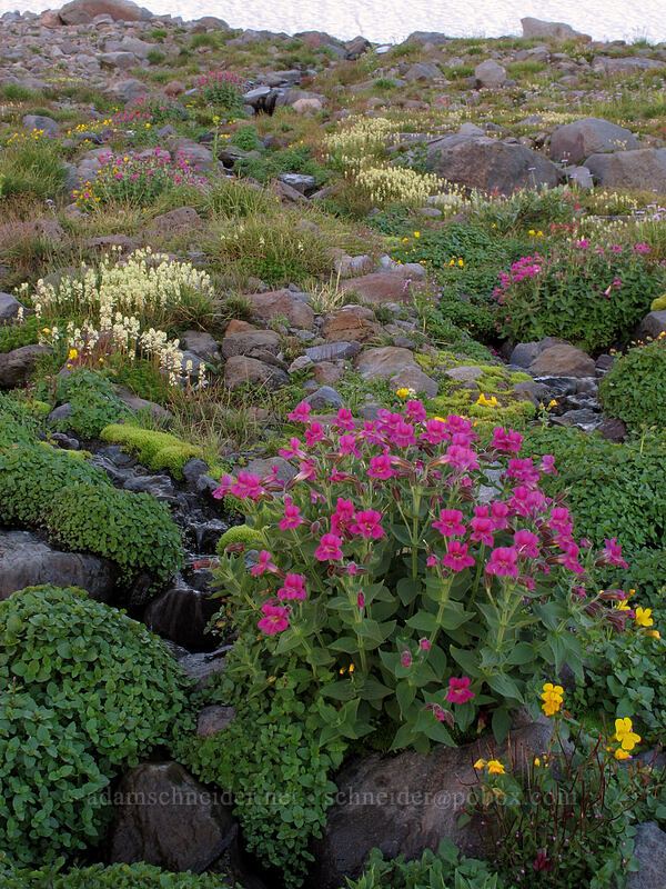 wildflowers (Erythranthe lewisii (Mimulus lewisii), Erythranthe tilingii (Mimulus tilingii), Luetkea pectinata) [Elk Cove, Mt. Hood Wilderness, Hood River County, Oregon]