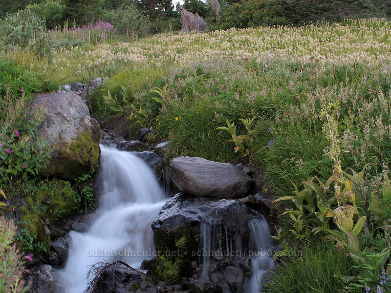 stream & wildflowers [Elk Cove, Mt. Hood Wilderness, Hood River County, Oregon]