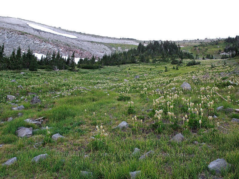 pasqueflower meadow (Anemone occidentalis (Pulsatilla occidentalis)) [Elk Cove, Mt. Hood Wilderness, Hood River County, Oregon]