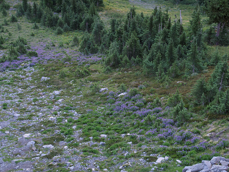 lupines below (Lupinus latifolius) [Elk Cove, Mt. Hood Wilderness, Hood River County, Oregon]