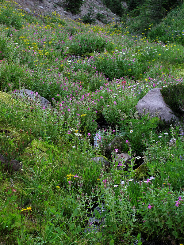 wildflowers (Erythranthe lewisii (Mimulus lewisii), Erigeron glacialis var. glacialis, Senecio triangularis) [Pinnacle Ridge Trail, Mt. Hood Wilderness, Hood River County, Oregon]