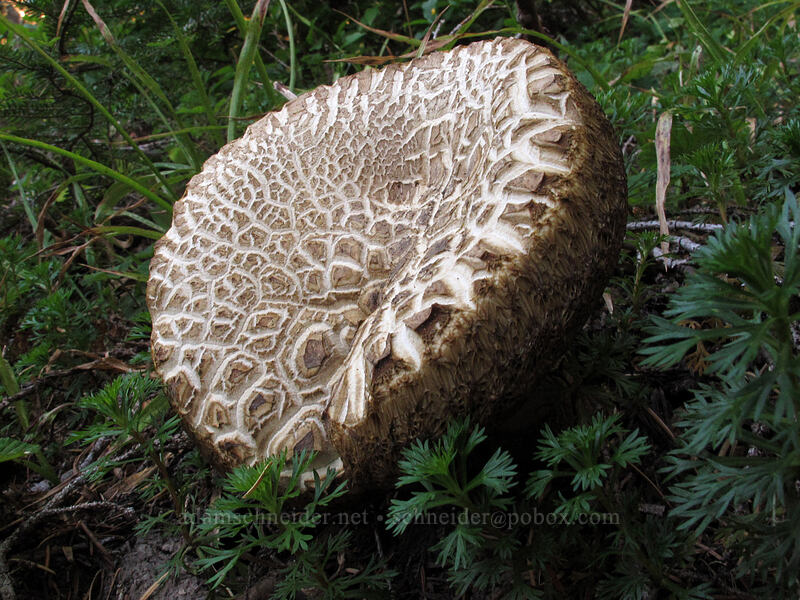 big mushroom [Pinnacle Ridge Trail, Mt. Hood Wilderness, Hood River County, Oregon]