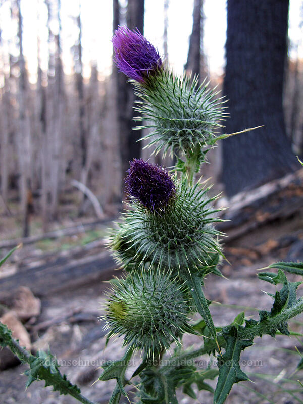 edible thistle (Cirsium edule) [Pinnacle Ridge Trail, Mt. Hood Wilderness, Hood River County, Oregon]