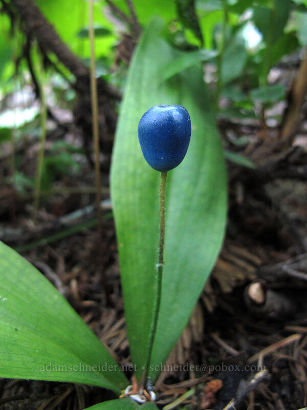 bead lily (Clintonia uniflora) [Pinnacle Ridge Trail, Mt. Hood Wilderness, Hood River County, Oregon]