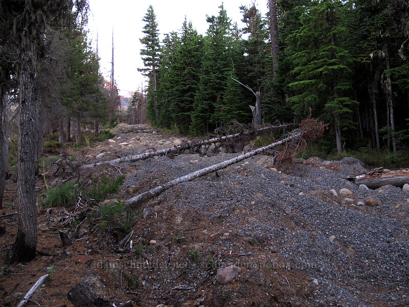 decommissioned road [Pinnacle Ridge Trail, Mt. Hood Wilderness, Hood River County, Oregon]