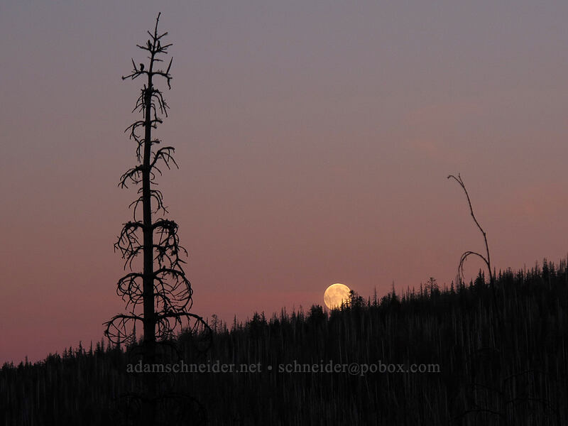 moonrise [Pinnacle Ridge Trail, Mt. Hood Wilderness, Hood River County, Oregon]