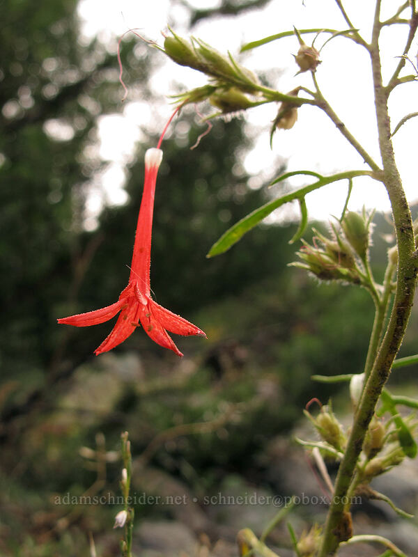 scarlet gilia (Ipomopsis aggregata) [Ingalls Way Trail, Wenatchee National Forest, Kittitas County, Washington]