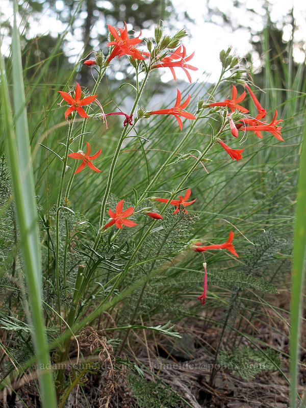 scarlet gilia (Ipomopsis aggregata) [Ingalls Way Trail, Wenatchee National Forest, Kittitas County, Washington]