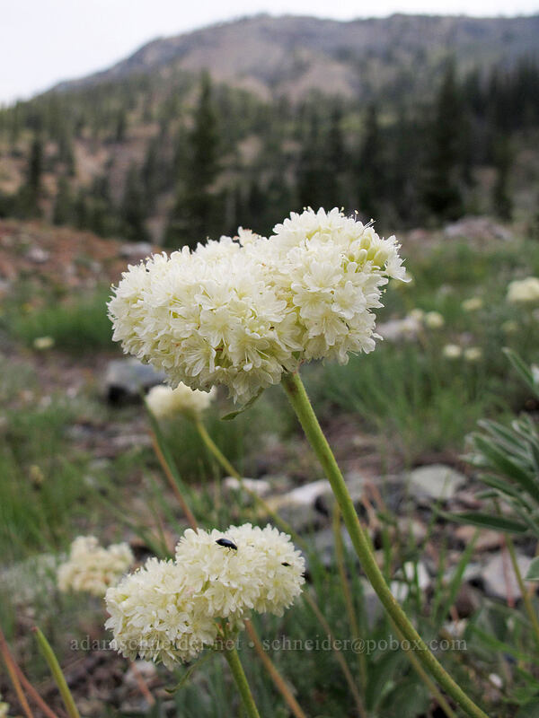 buckwheat flowers (Eriogonum sp.) [Ingalls Way Trail, Wenatchee National Forest, Kittitas County, Washington]