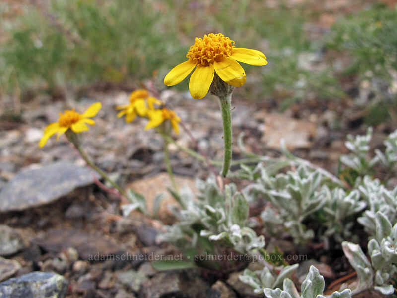 Oregon sunshine (Eriophyllum lanatum var. integrifolium) [Ingalls Way Trail, Wenatchee National Forest, Kittitas County, Washington]